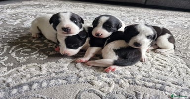 Mixed Breed dogs - Advert 6