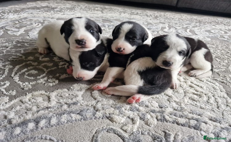 Mixed Breed dogs - Advert 1