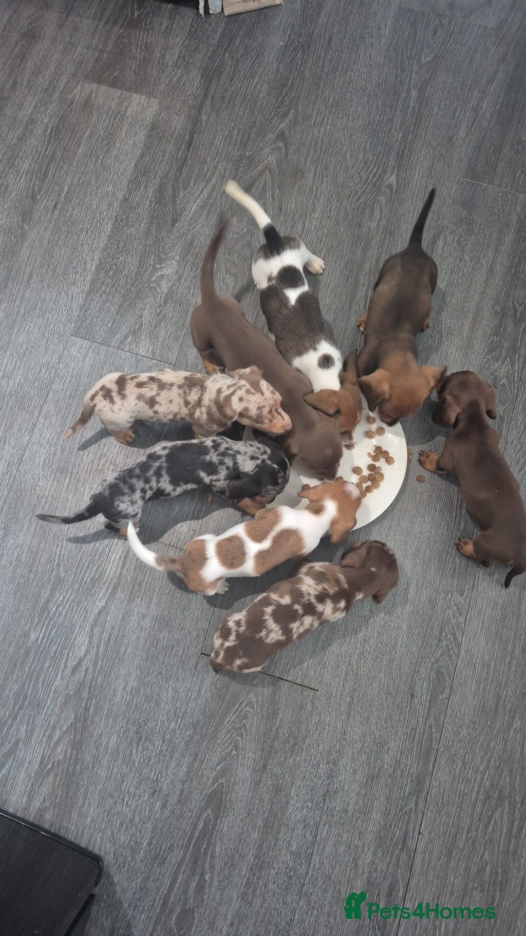 Miniature Dachshund dogs for sale: Beautiful miniature dashound puppies - Image 2