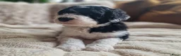 Sheepadoodle dogs for sale: Ultimate Pedigree F1 Sheepadoodles  - Advert 18