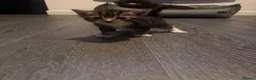 Mixed Breed cats for sale: Kittens for sale - Advert 4