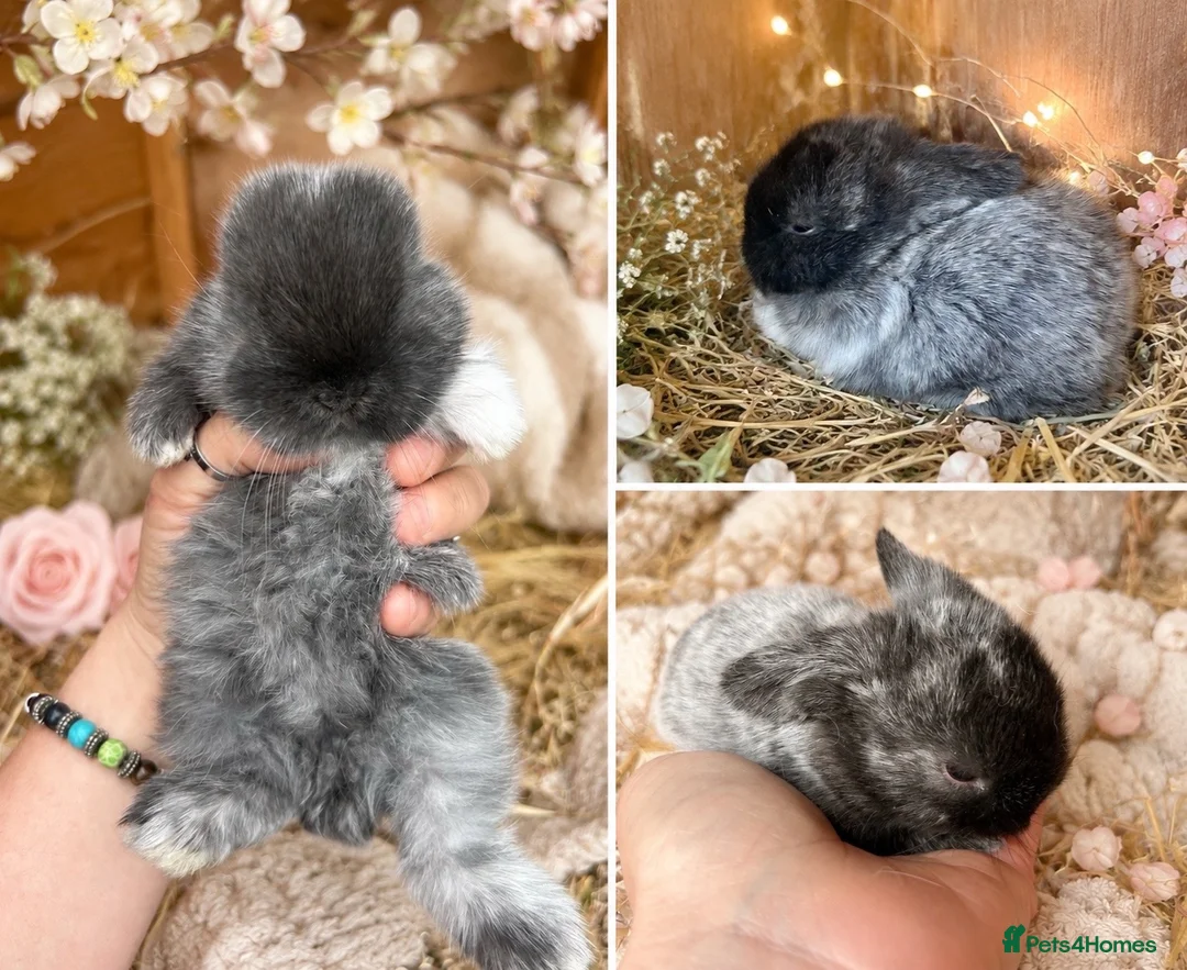 Mini Lop rabbits for sale: Male mini lop rabbit for sale - Advert 1