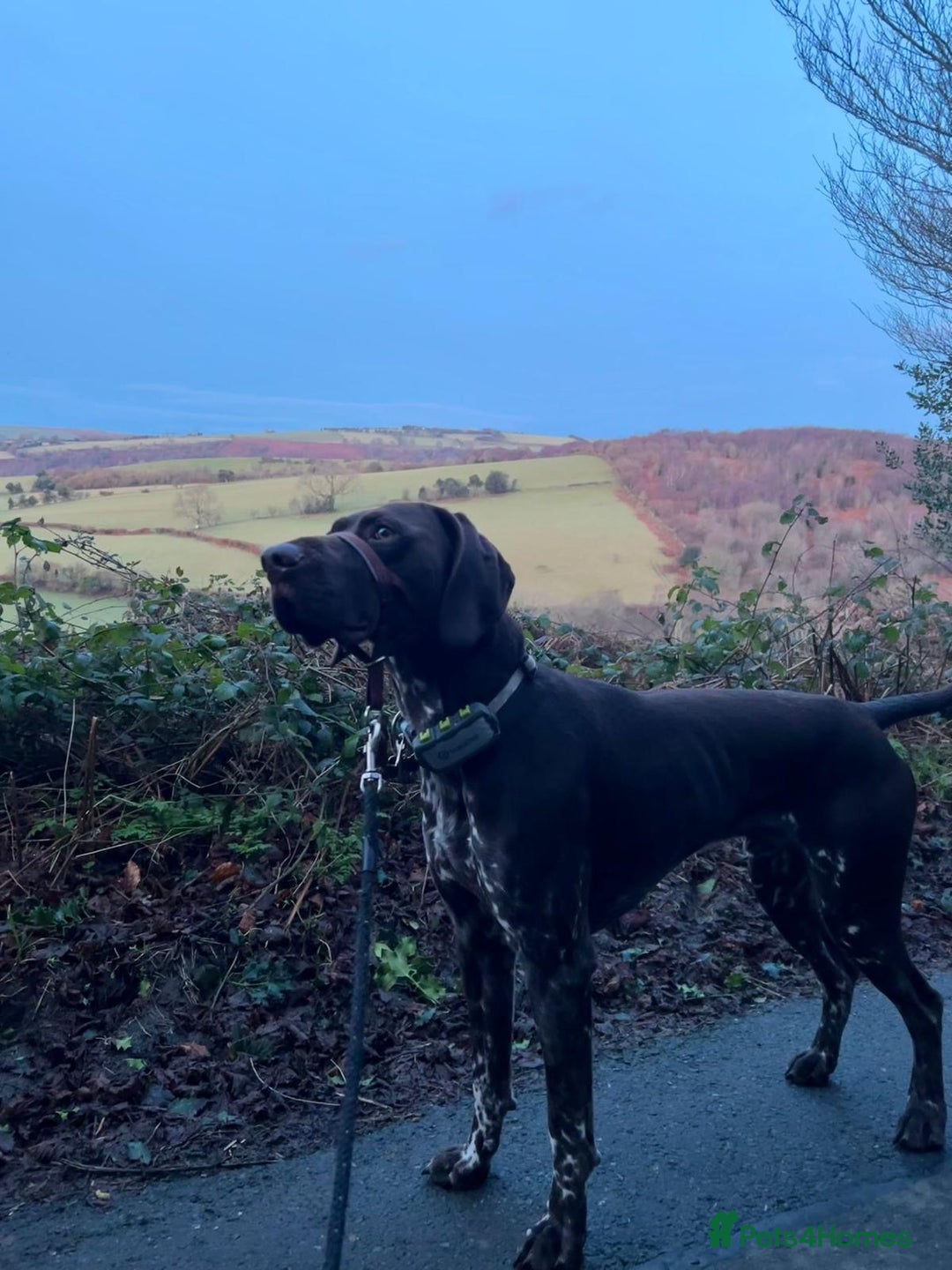 German Shorthaired Pointer dogs for stud: GSP Available for stud - Image 4