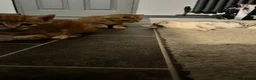 Mixed Breed cats for sale: Ginger males and calico female - Advert 9