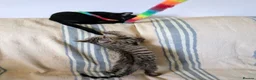 Bengal cats for sale: Friendly Adorable Bengal kittens  - Advert 21