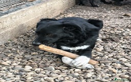 Mixed Breed dogs for adoption: Bandit  - Advert 2