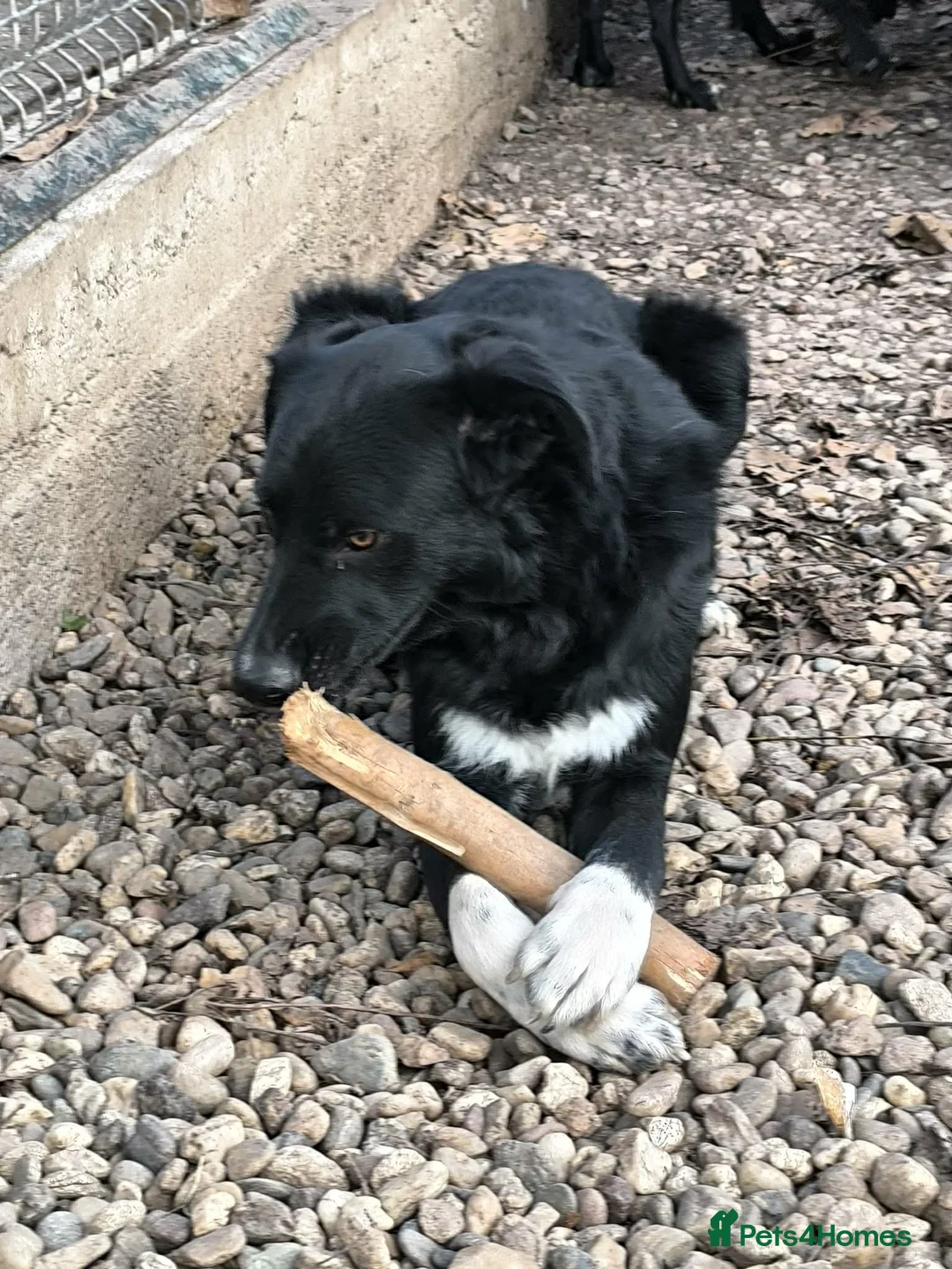 Mixed Breed dogs for adoption: Bandit  - Advert 2