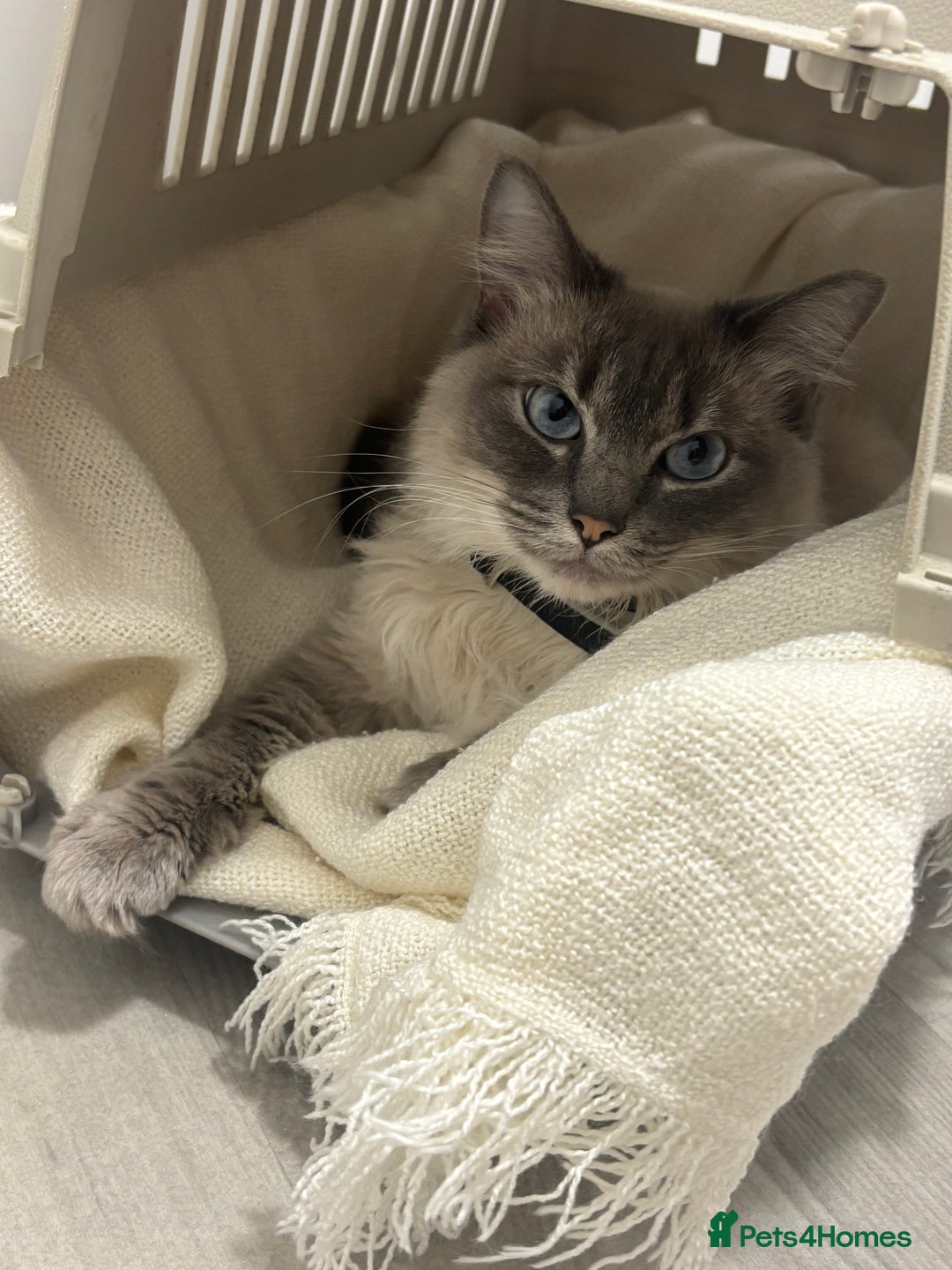 Ragdoll cats for sale: Affectionate ragdoll - Advert 4