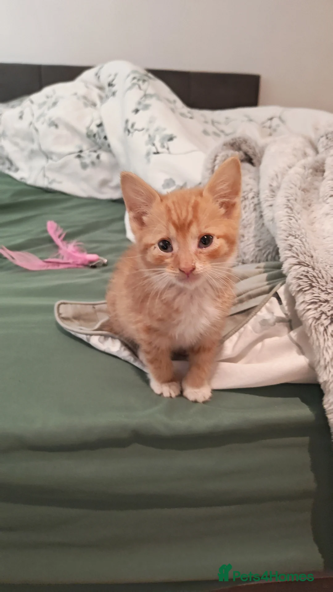 Mixed Breed cats for sale: Adorable 2 kittens - creme and ginger  - Advert 2