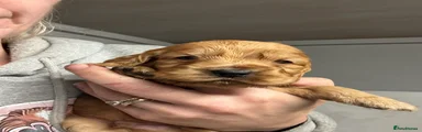 Orange Cocker Spaniel Boy