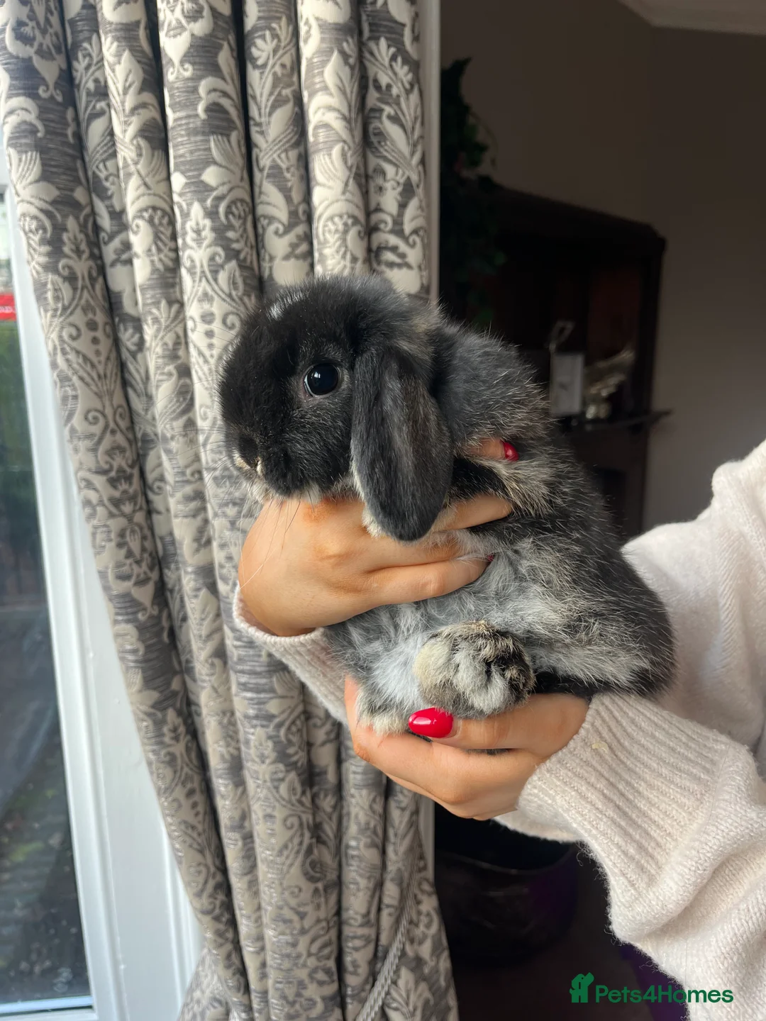 Mini Lop rabbits for sale: Baby Mini Lops - Advert 6