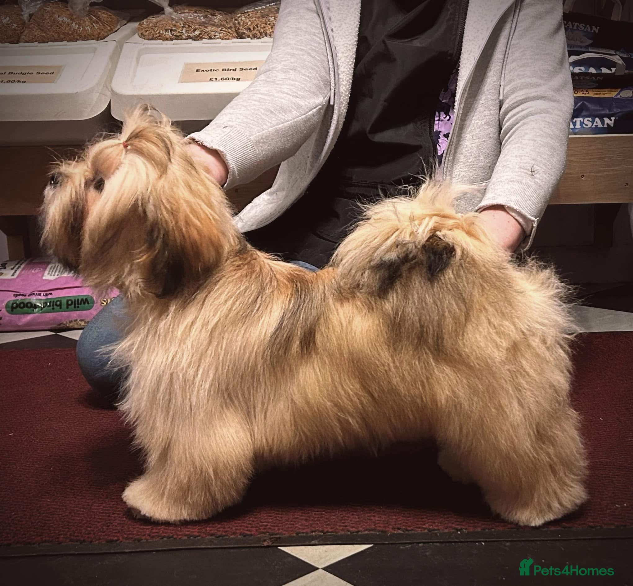 Lhasa Apso dogs for stud: Kc registered Lhasa for Stud  - Advert 6