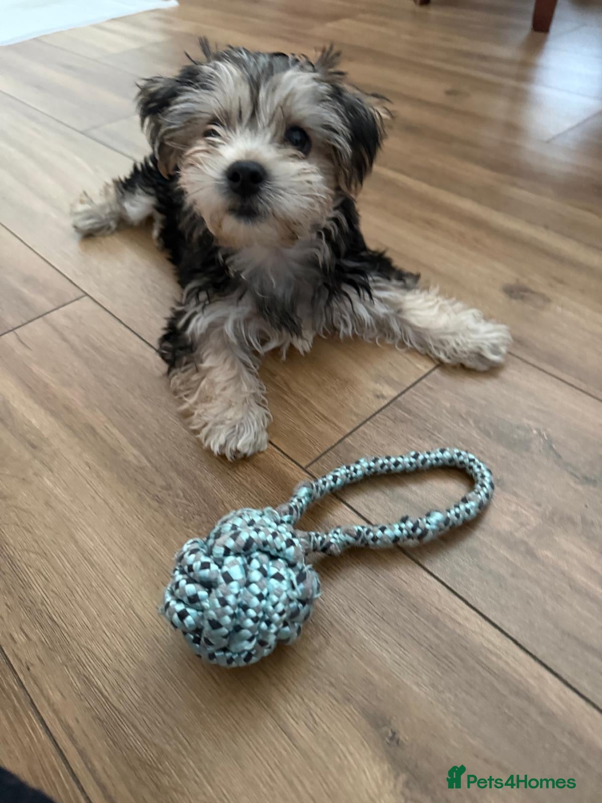 Morkie dogs Morkie puppy looking for a new home  - Advert 15