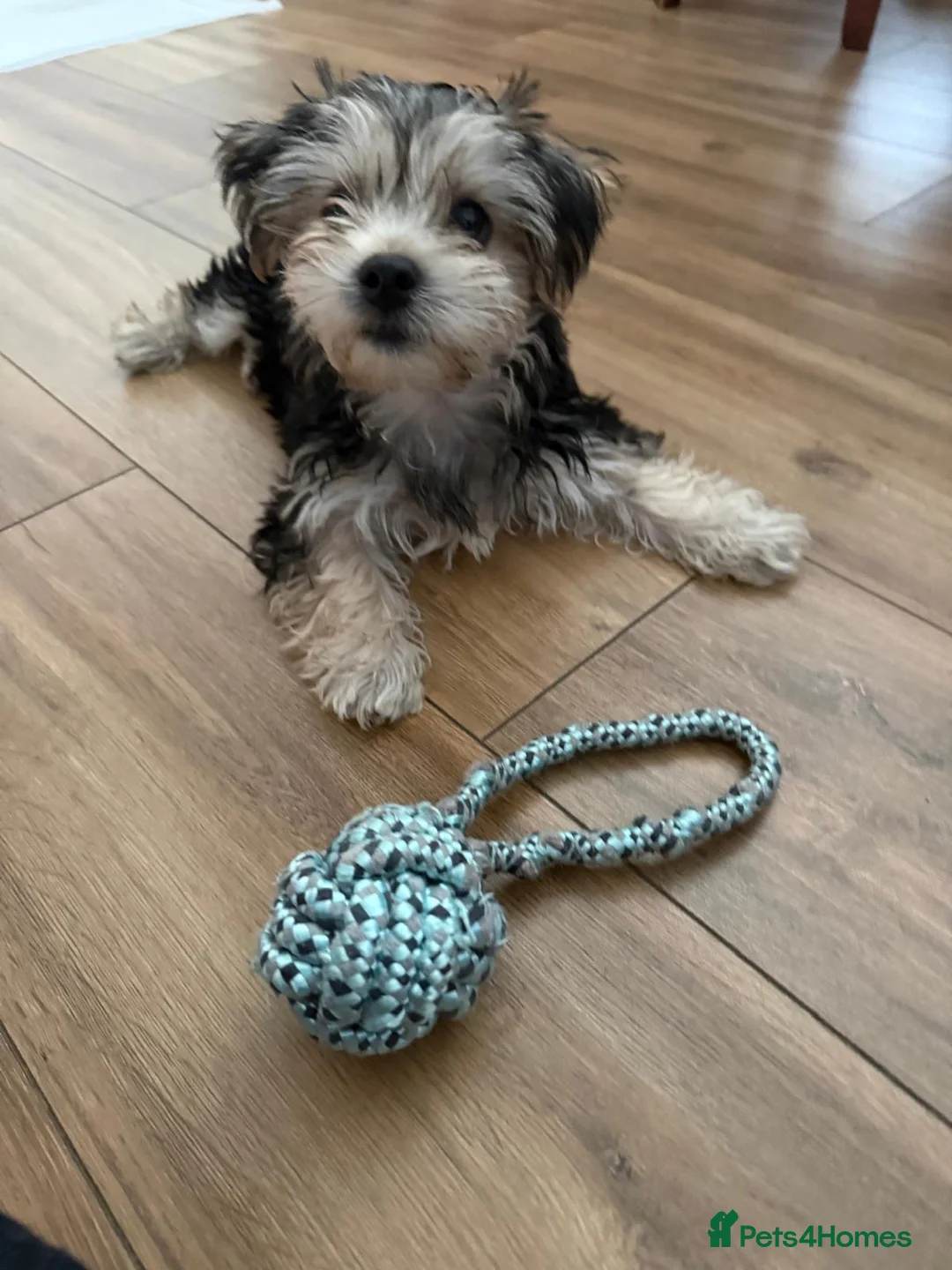 Morkie dogs for sale: Morkie puppy looking for a new home  - Advert 1