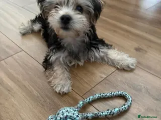 Morkie dogs Morkie puppy looking for a new home - Advert 5