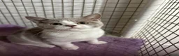 British Shorthair cats for sale: British shorthair kittens top pedigree reduced !  - Advert 11