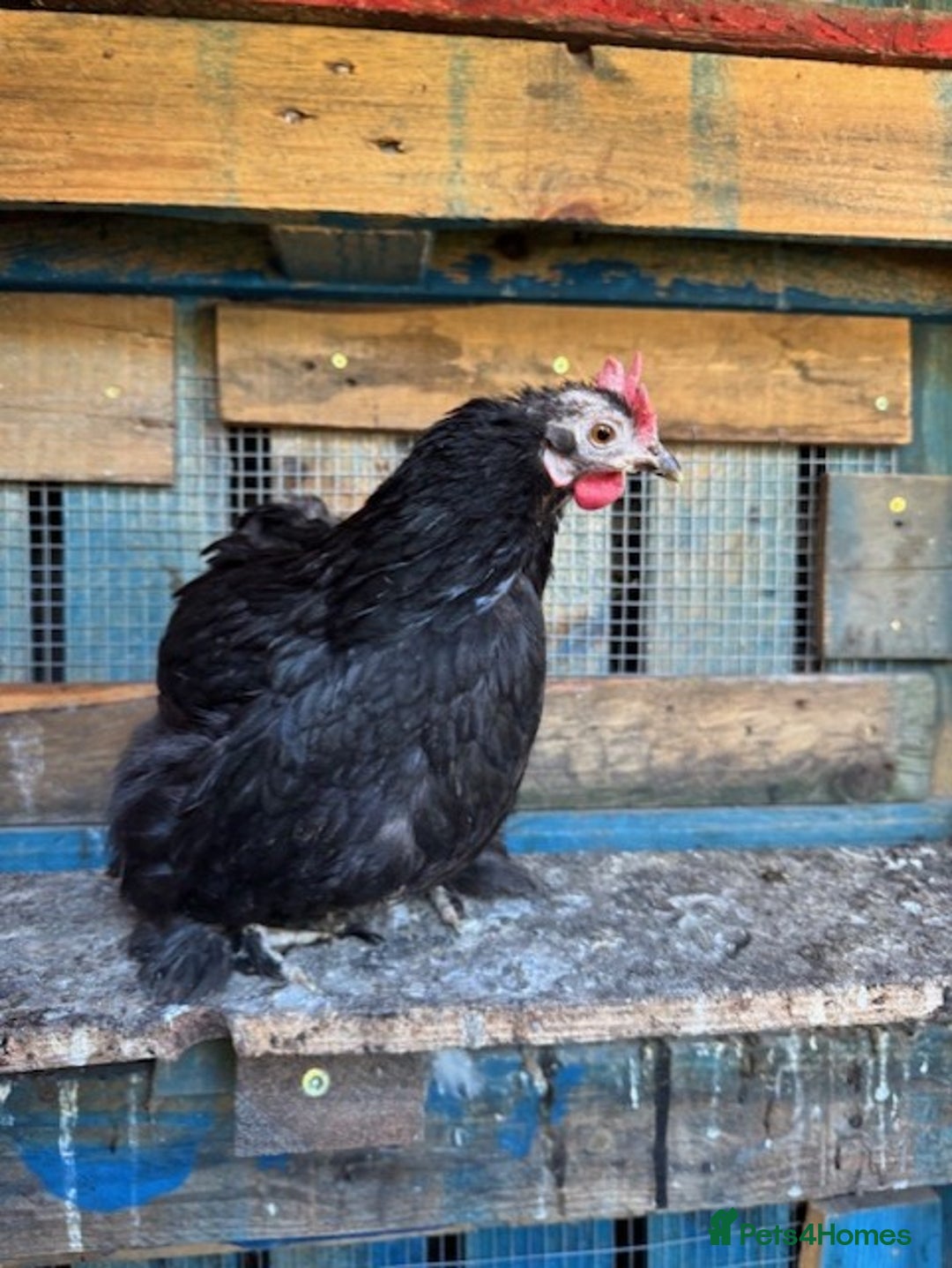 Chickens poultry for sale: Roosters for sale (and some hens) - Image 2