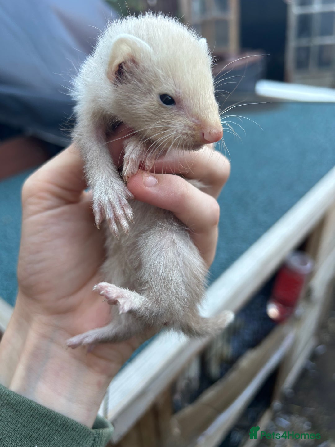 Ferret rodents for sale: 3 jill ferrets  - Image 4