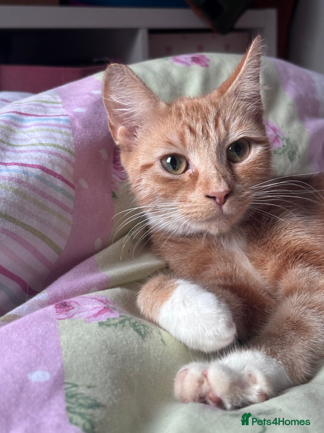 Domestic Shorthair cats for sale: 5 Gorgeous Kittens -  ready on the 7th January  - Advert 28