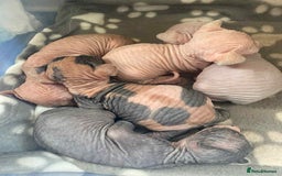 Sphynx cats for sale: 5 Canadian Sphynx kittens available  - Image 11