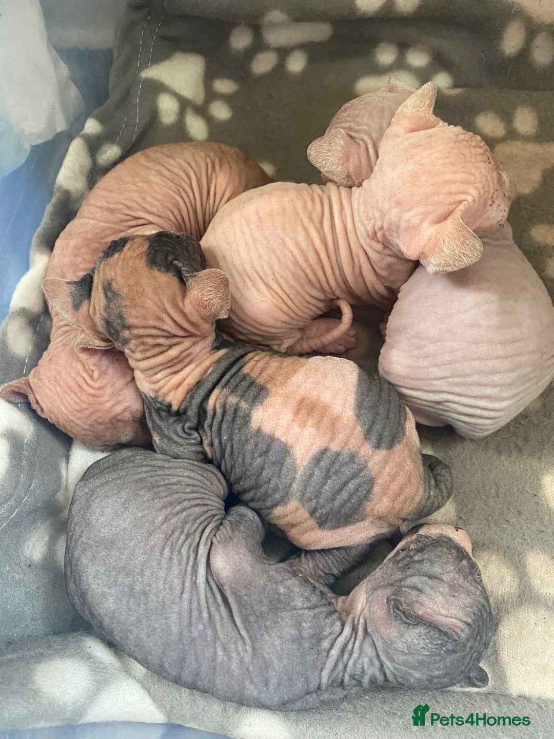 Sphynx cats for sale: 5 Canadian Sphynx kittens available  - Image 11