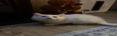 Turkish Angora 4