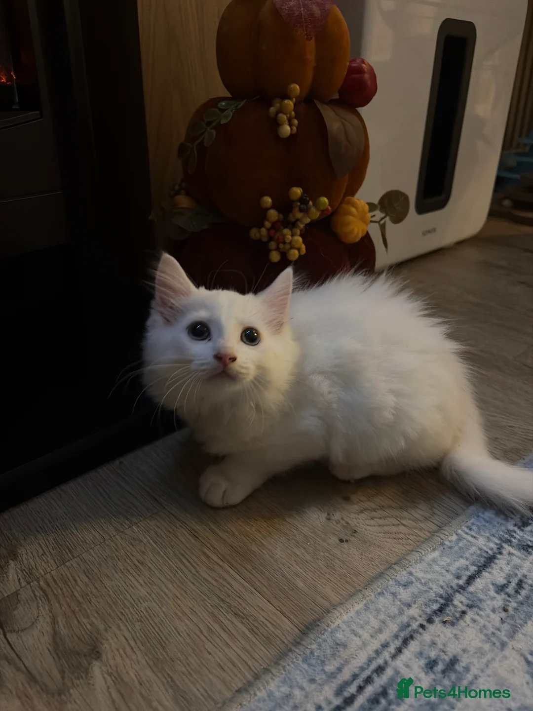 Turkish Angora cats for sale: Maine coon x Turkish angora kittens - Advert 2