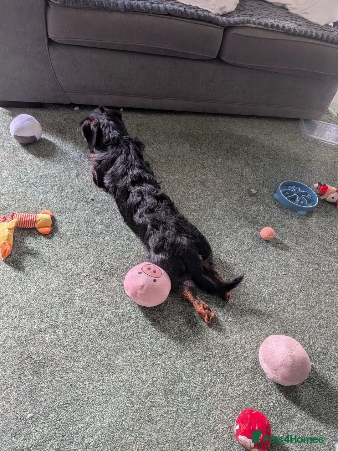 Mixed Breed dogs for sale: Miniature Dauschund/Dorkie pups - Advert 2