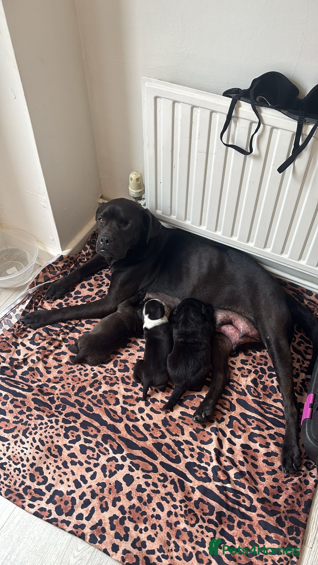 Mixed Breed dogs for sale: Puppies - Image 2