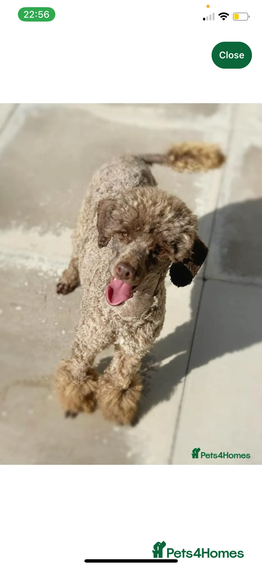 Miniature Poodle dogs for sale: Full mini poodle, extensively health tested - Advert 5