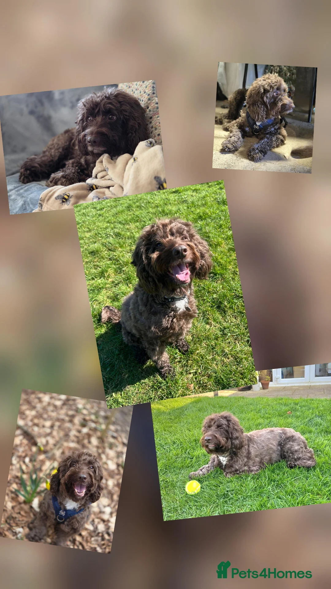 Cockapoo dogs for adoption: Mr Max looking for his forever family - Advert 2
