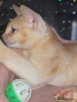 Abyssinian cats - Advert 1