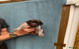 German Wirehaired Pointer dogs for sale: German wirehaired pointer  - Image 5