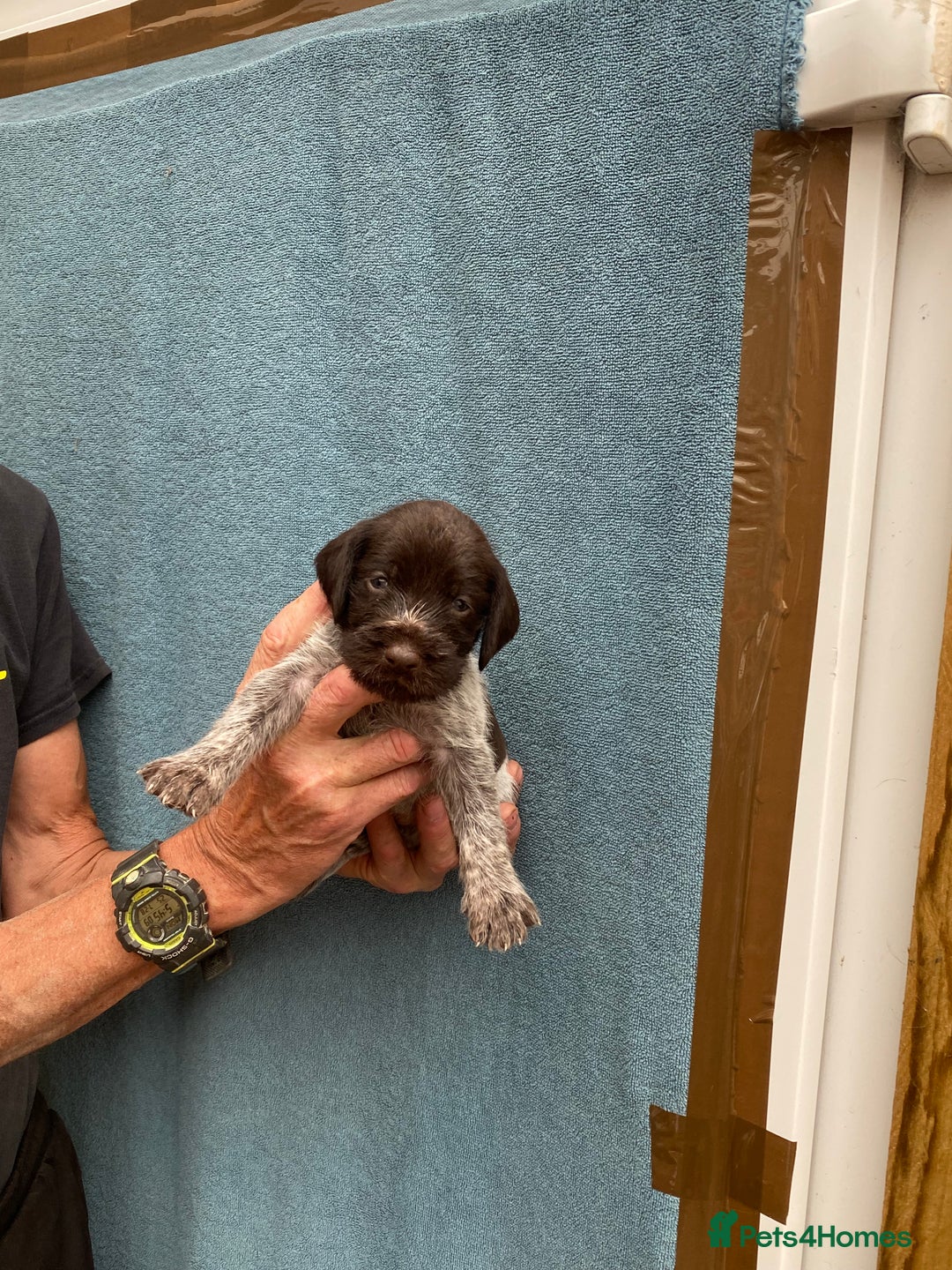 German Wirehaired Pointer dogs for sale: German wirehaired pointer  - Image 5