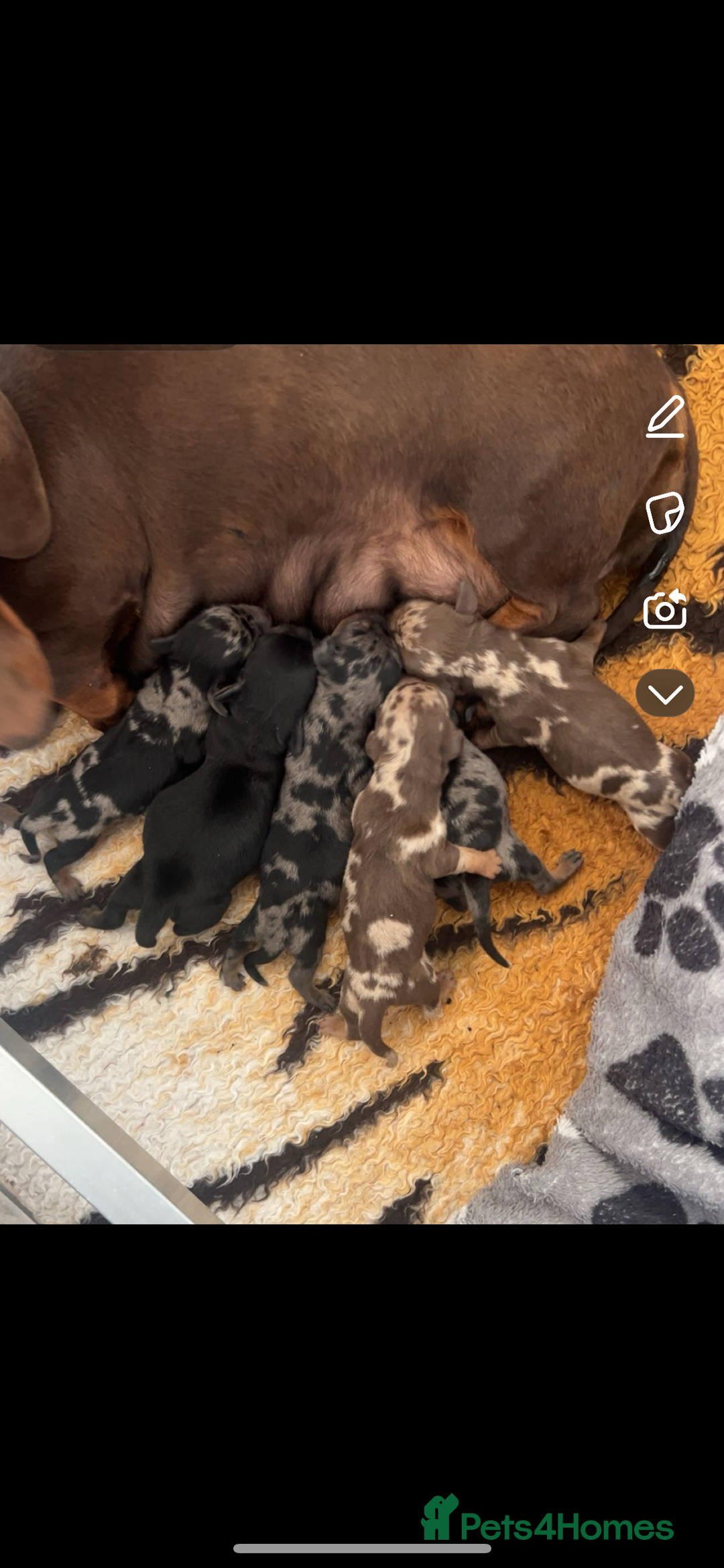 Miniature Dachshund dogs for sale: Stunning kc reg miniature dachshunds  - Image 13