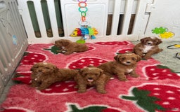 Cockapoo dogs for sale: Health tested Toy cockapoos. One girl left - Image 14