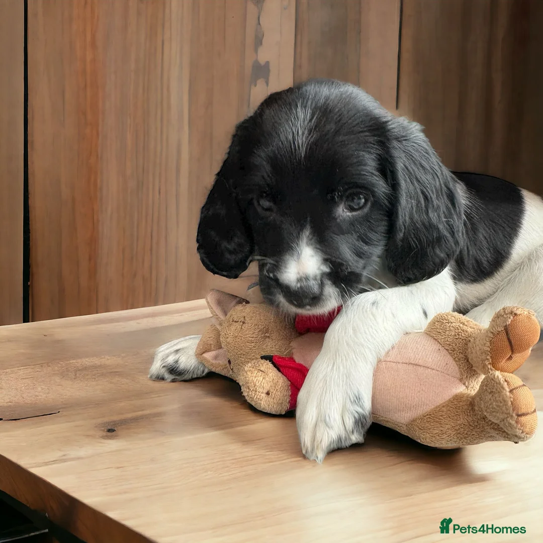 English Springer Spaniel dogs for stud: FIELD TRIAL WINNER, ENGLISH SPRINGER STUD DOG in Bristol - Advert 12