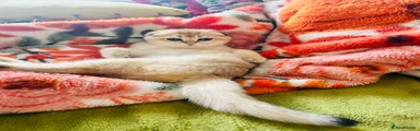 Scottish Fold 2