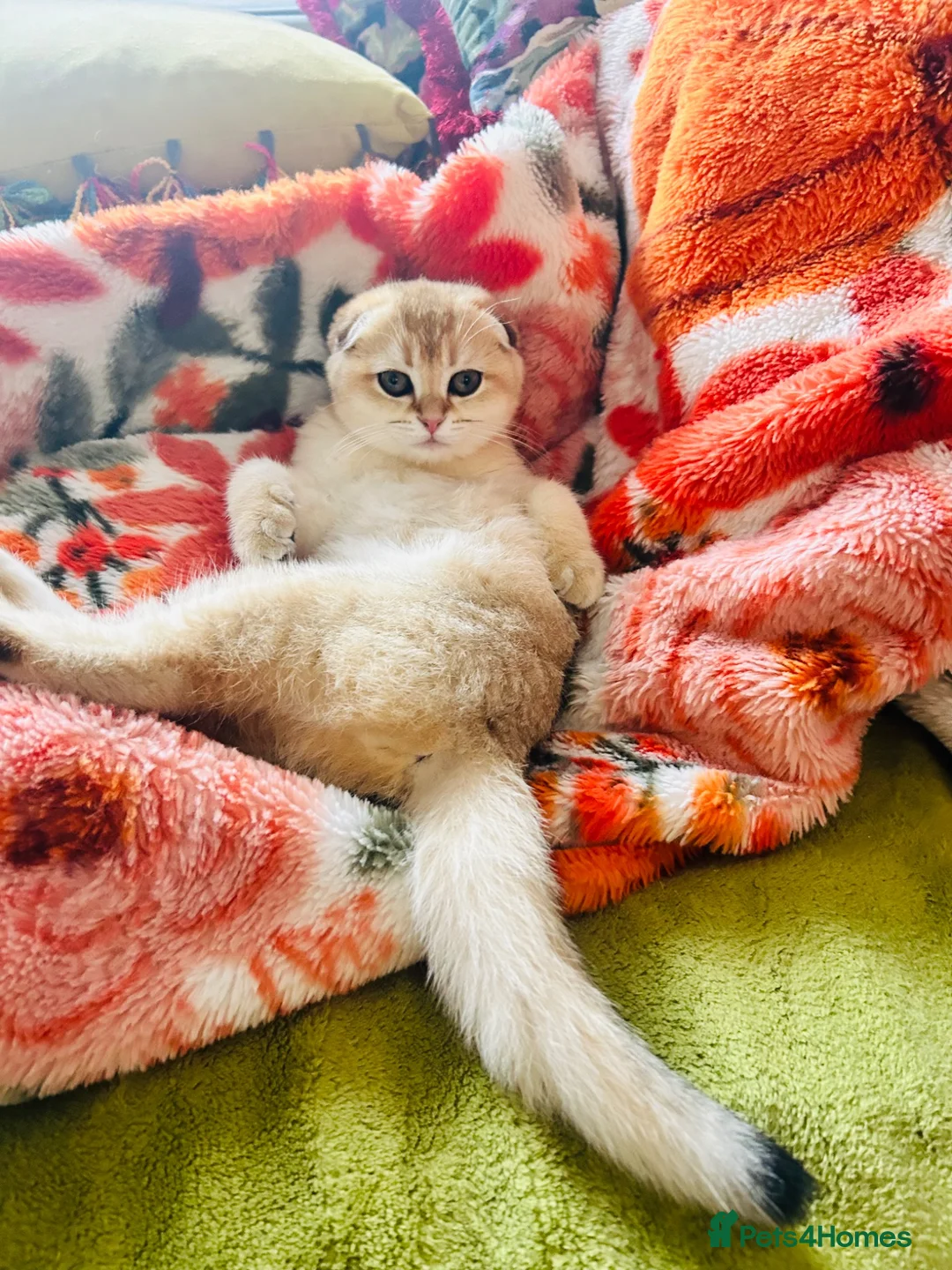 Scottish Fold cats for sale:  Our Last Precious Scottish Fold Gold  - Advert 1