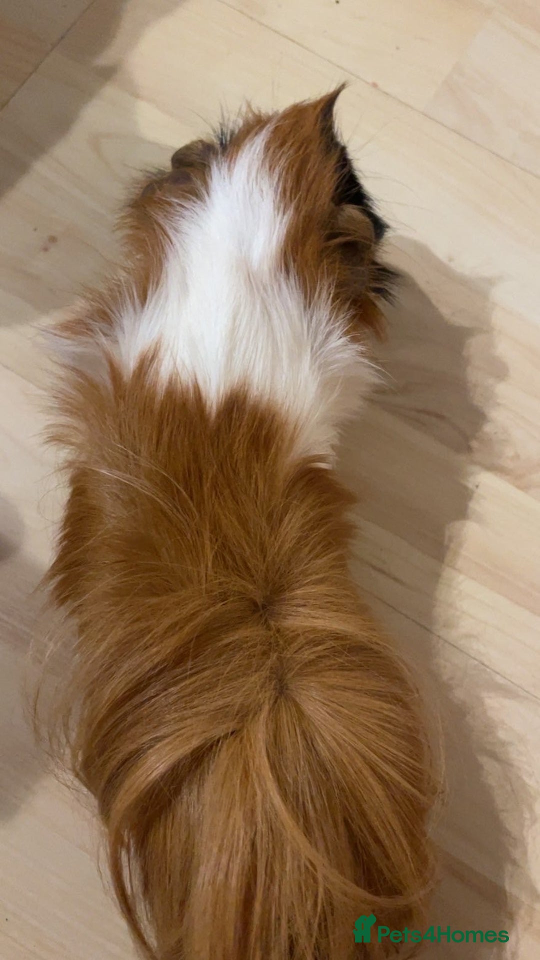 Guinea Pig rodents for sale: Male guinea pigs for sale - Advert 11