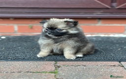 Pomeranian dogs for sale: 5 BEAUTIFUL TEDDY TYPE FOXY POMERANIANS - Image 10