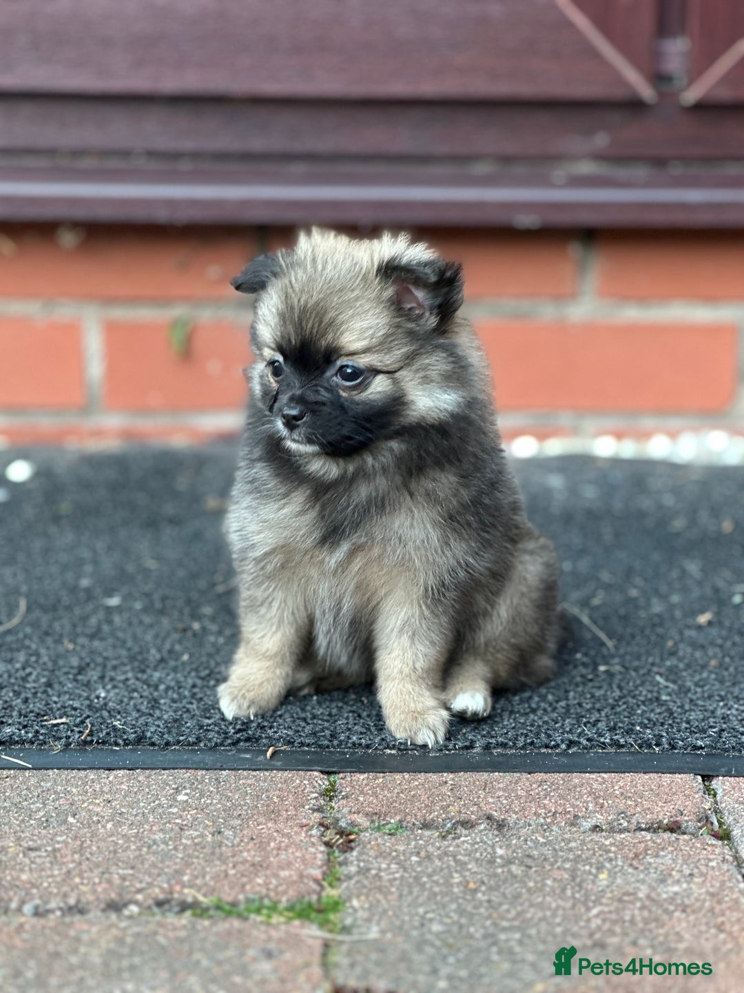 Pomeranian dogs for sale: 5 BEAUTIFUL TEDDY TYPE FOXY POMERANIANS - Image 10
