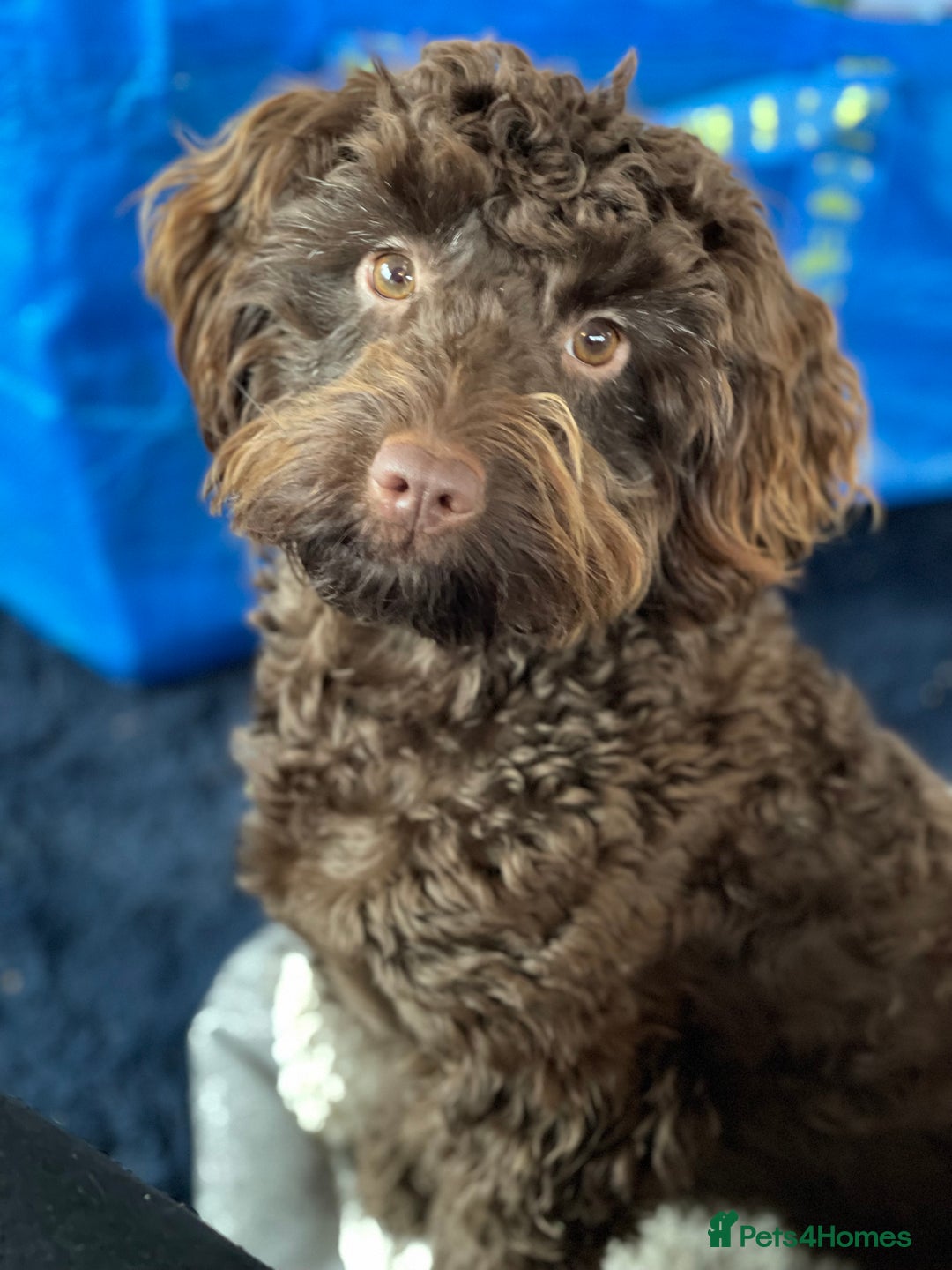 Cockapoo dogs for sale: F1b Cockapoo Puppies – Ready 16th January ✨ - Advert 10
