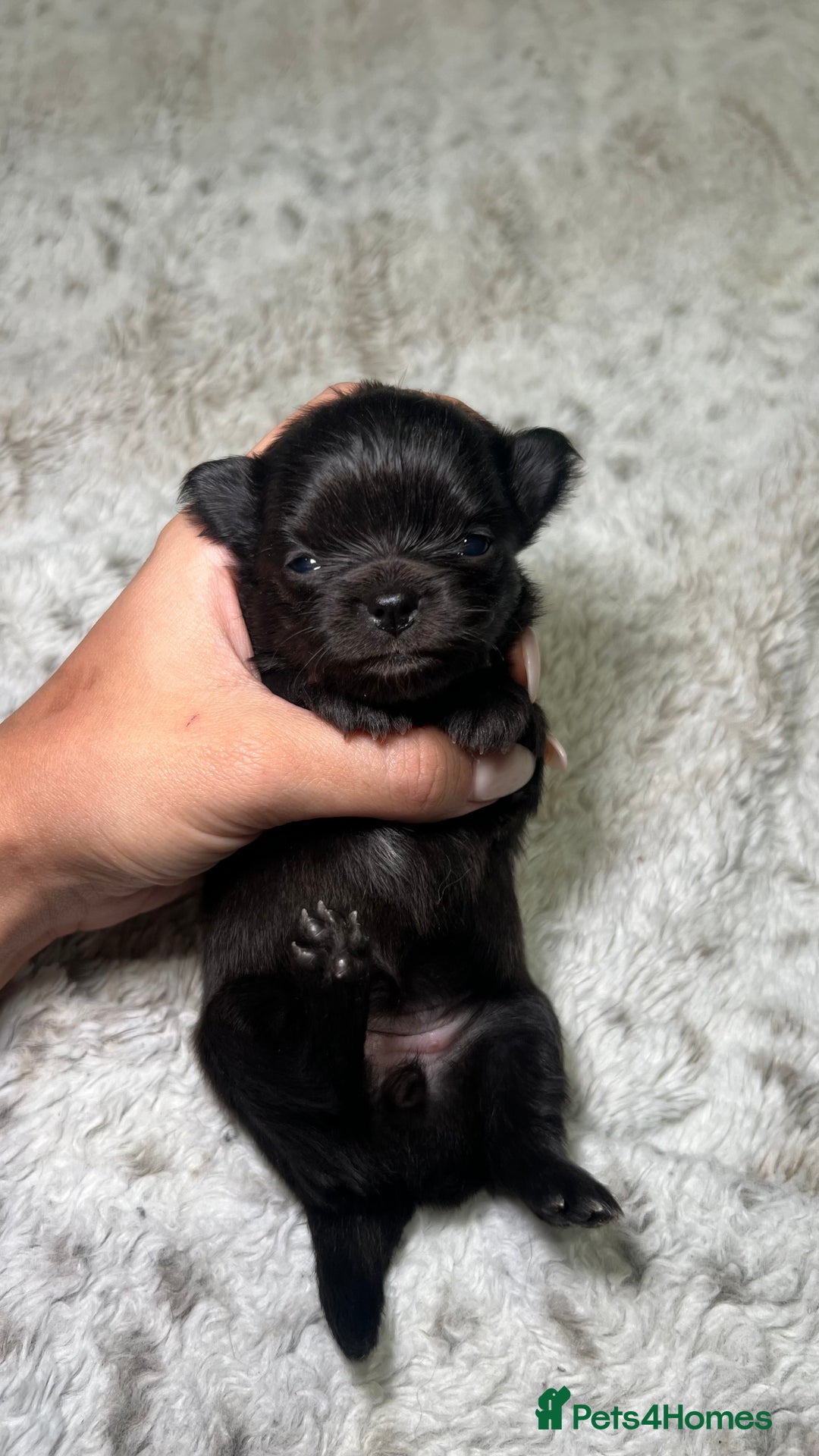 Chihuahua dogs for sale: Stunning Chihuahua Puppies ⭐️ - Advert 12