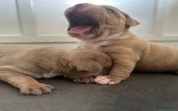 Staffordshire Bull Terrier dogs for sale: KC REG STAFFORDSHIRE BULL TERRIER PUPS - Image 6