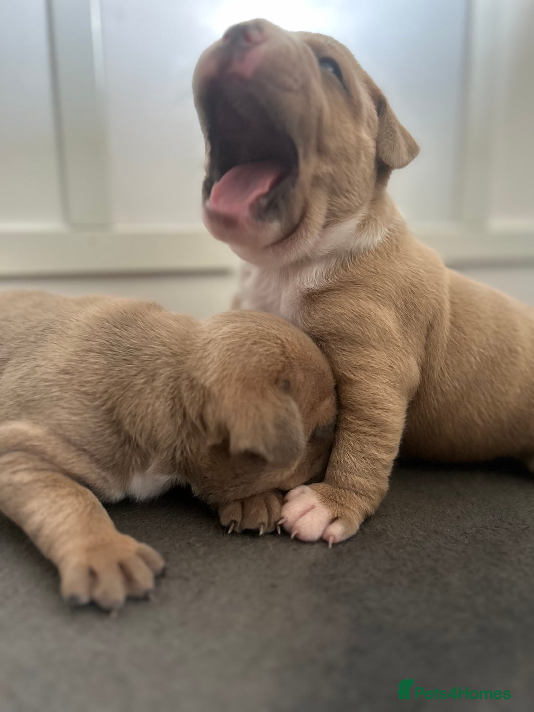 Staffordshire Bull Terrier dogs for sale: KC REG STAFFORDSHIRE BULL TERRIER PUPS - Image 6