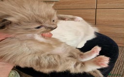 Ragdoll cats for sale: TICA Ragdoll Kittens – Mink, Sepia & Traditional - Image 2