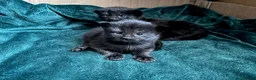 Maine Coon cats for sale: Maine Coon Cross Kittens 3 Boys  in Mansfield - Advert 1