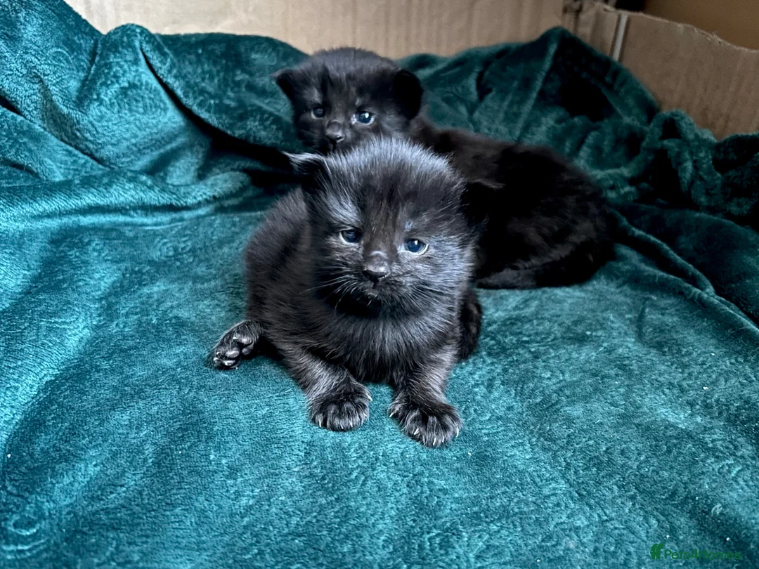 Maine Coon cats for sale: Maine Coon Cross Kittens 3 Boys  in Mansfield - Advert 1
