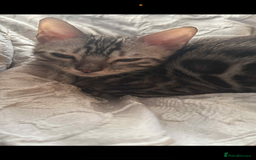 Ragdoll cats for sale: Ragdoll and Bengal  - Image 7